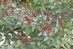 Mallotus philippensis